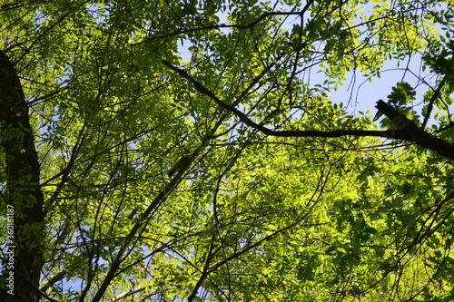  Trees in a grove. Early summer. Birds