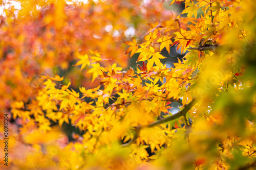 紅葉　和風な秋のイメージ © TOMO