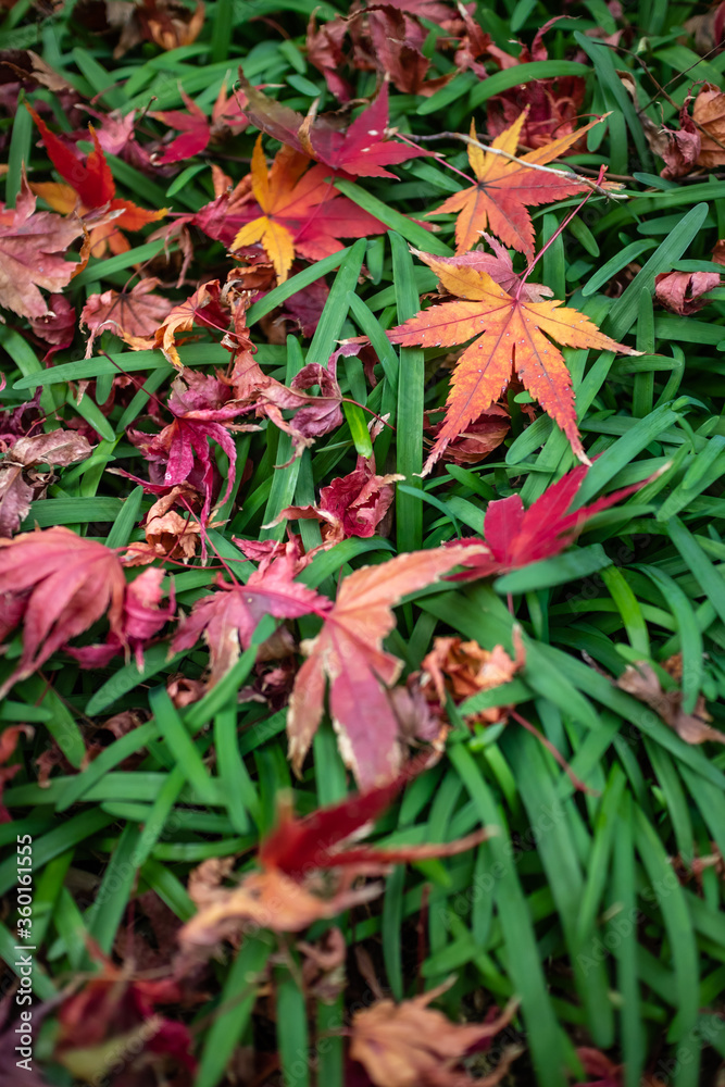 紅葉 和風な秋のイメージ 紅葉 和風な秋のイメージ