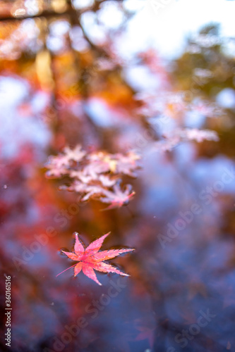 紅葉と水面 秋のイメージ