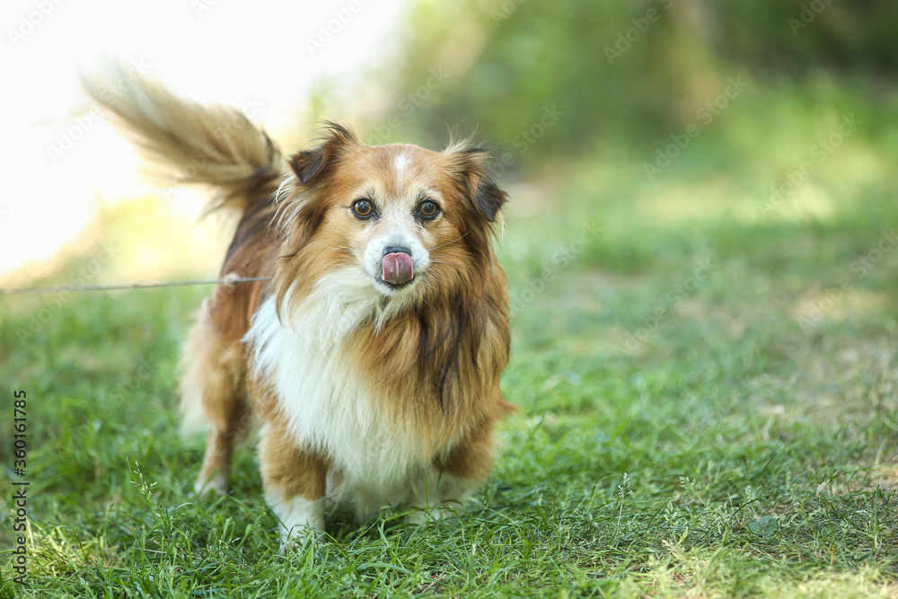 Portrait of a small cute white-red dog licking his nose in a green park. Summer outdoor recreation. Doggy waiting for the owner.