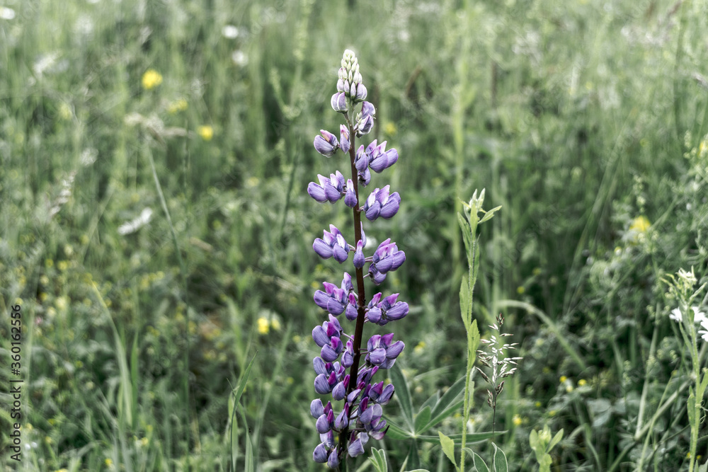 Obraz premium Lupine 