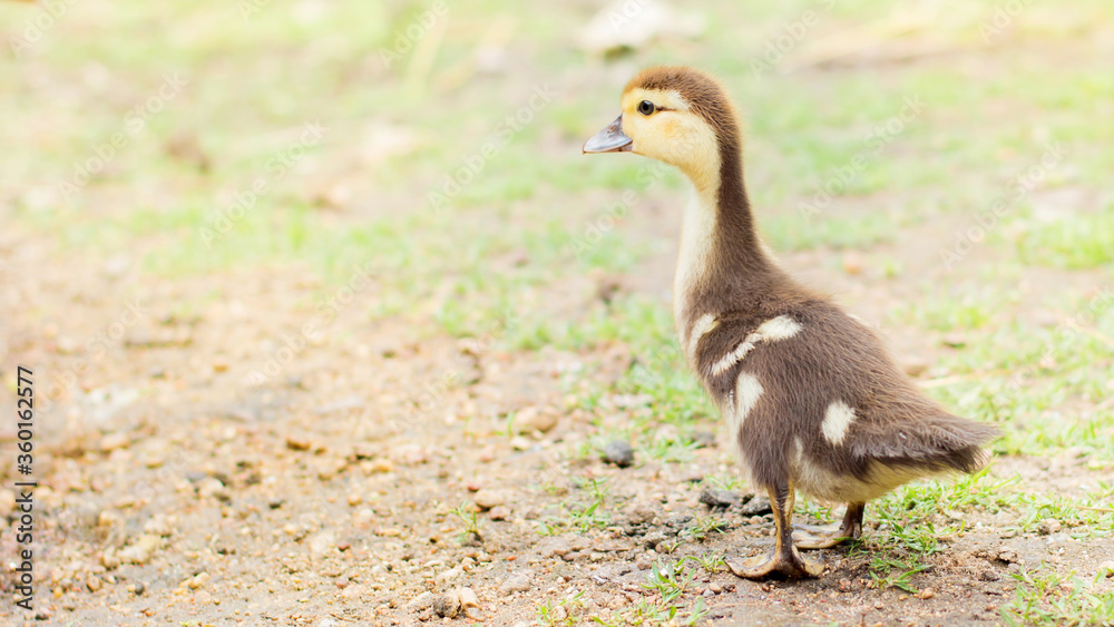little duckling outdoors in large fall. Domestic birds, farm little duckling outdoors in large fall. Domestic birds, farm