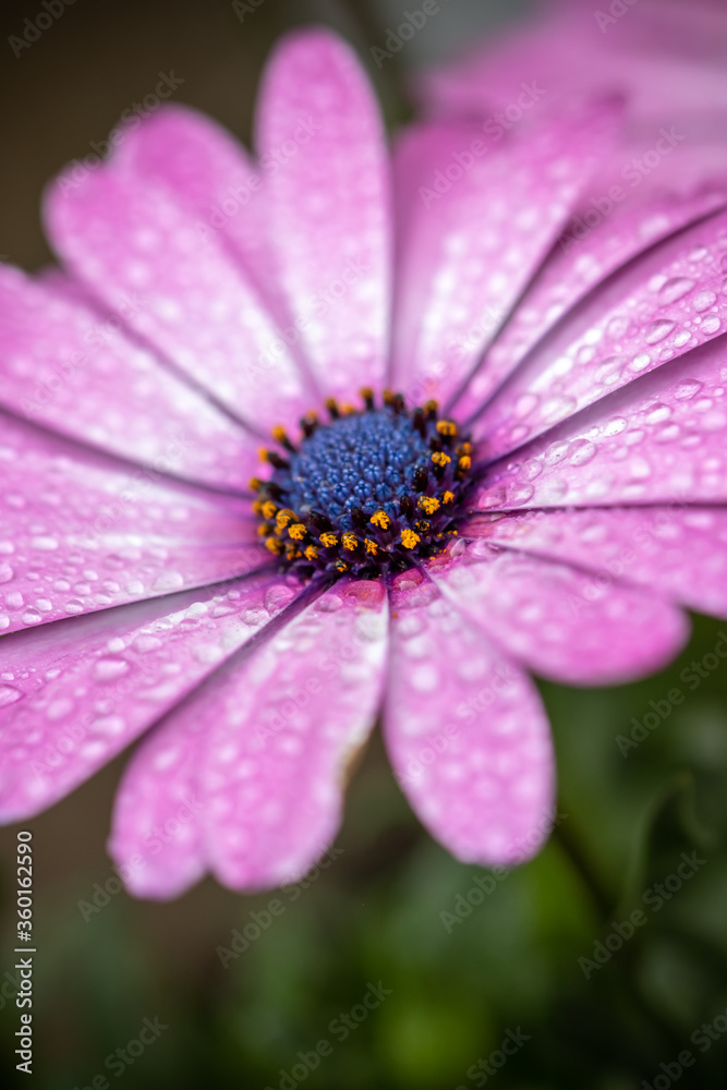 デイジーの花 春のイメージ デイジーの花 春のイメージ