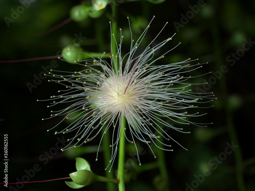 Flowers of Barringtonia racemosa or powder-puff tree in the morning at Miyakojima island in Okinawa, Japan
 photo