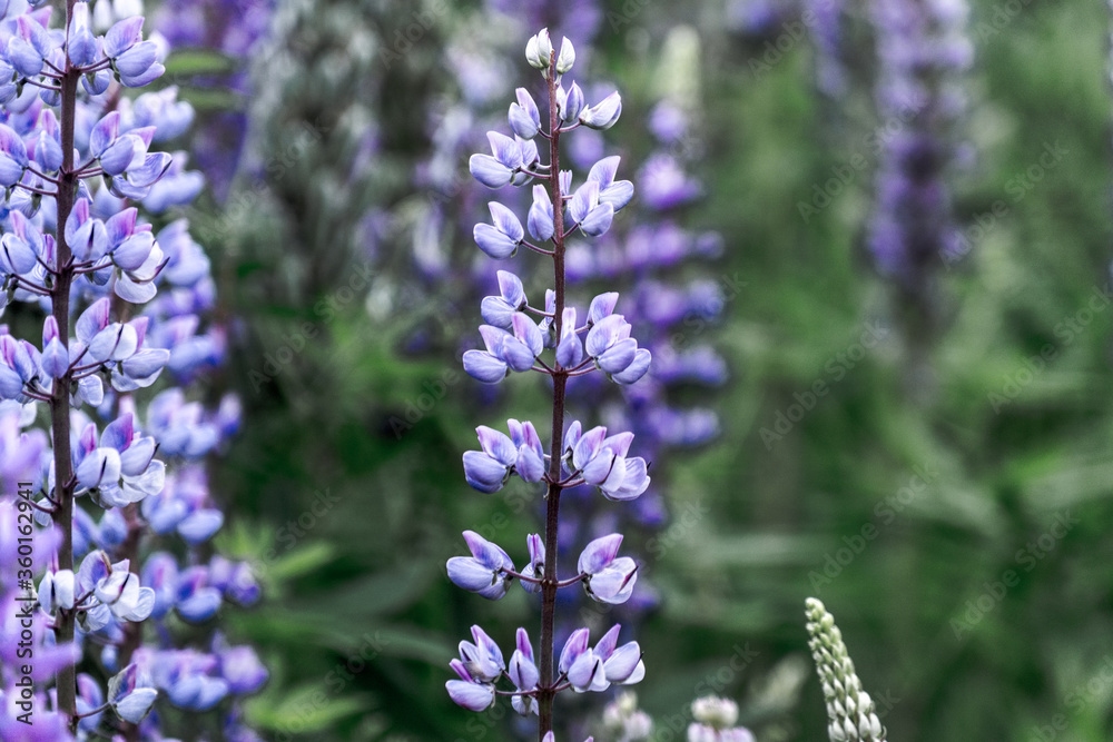 Obraz premium Lupine 