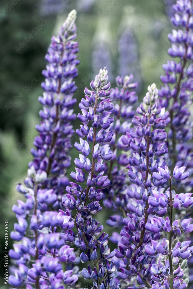 Obraz premium Lupine 