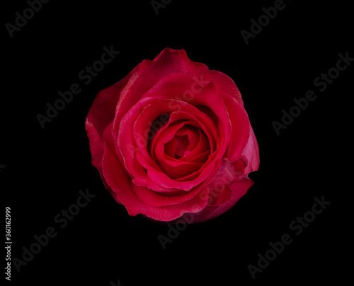 red rose isolated on black background  valentines day 