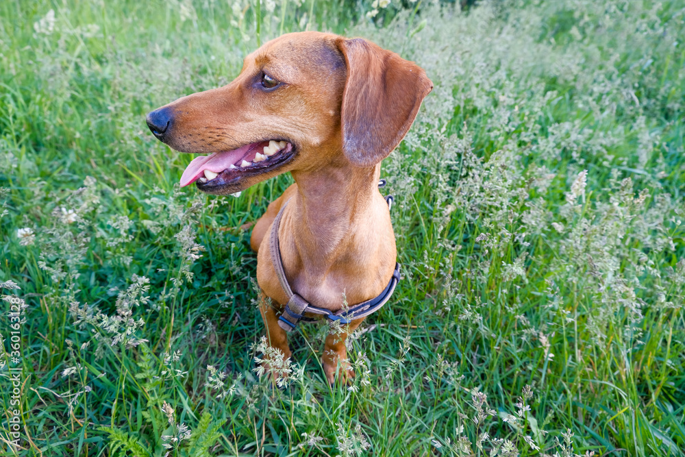Dachshund puppy walking in the park, summer day, selective focus Dachshund puppy walking in the park, summer day, selective focus