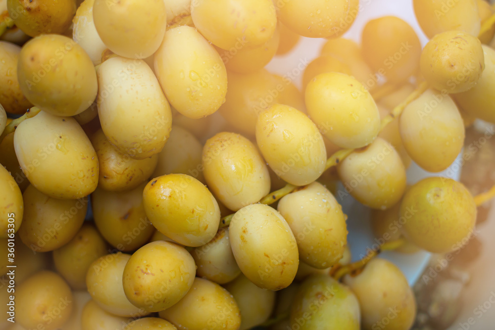Group of Date Palm Fresh Group of Date Palm Fresh