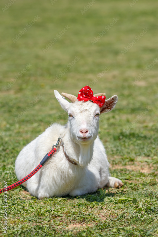 Obraz premium ヤギのポートレート