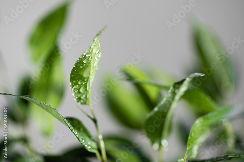 Close up video of watering plant. Home gardening concept. Ecology