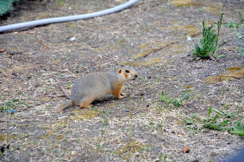 Fototapeta premium Cute gopher in the park among greenery. Rodent in the wild. Animals close-up.