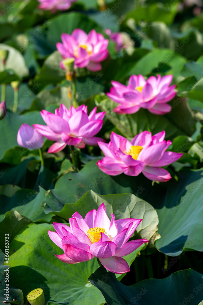 蓮の花 夏のイメージ 蓮の花 夏のイメージ