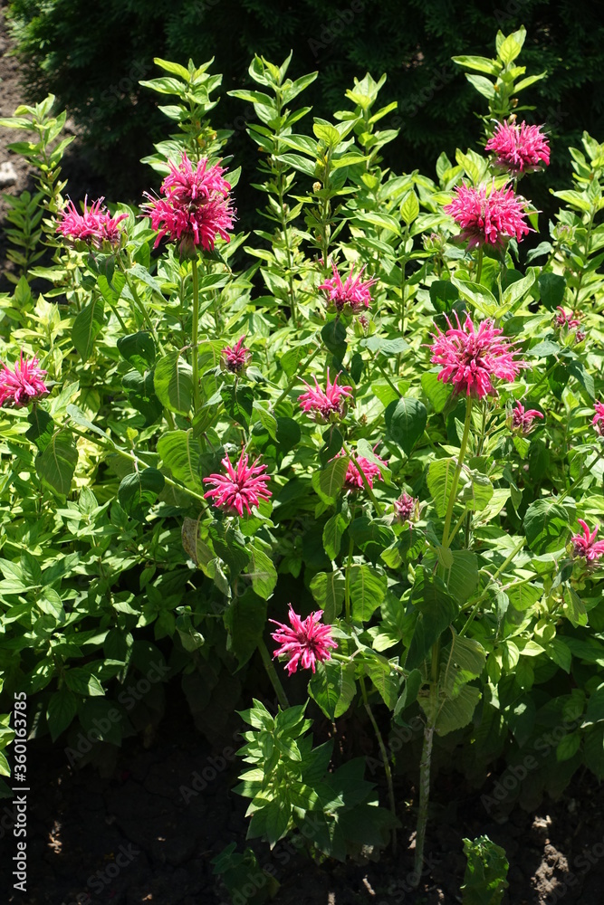 Pink flowers of hybrid monarda in mid June Pink flowers of hybrid monarda in mid June