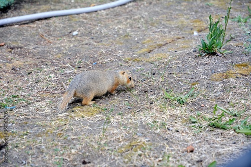 Cute gopher in the park among greenery. Rodent in the wild. Animals close-up.