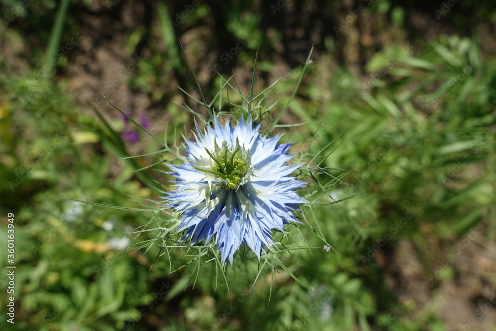 Double light blue flower of Nigella damascena in June Double light blue flower of Nigella damascena in June