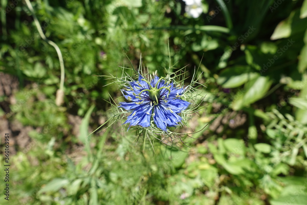 Deep blue flower of Nigella damascena in June Deep blue flower of Nigella damascena in June