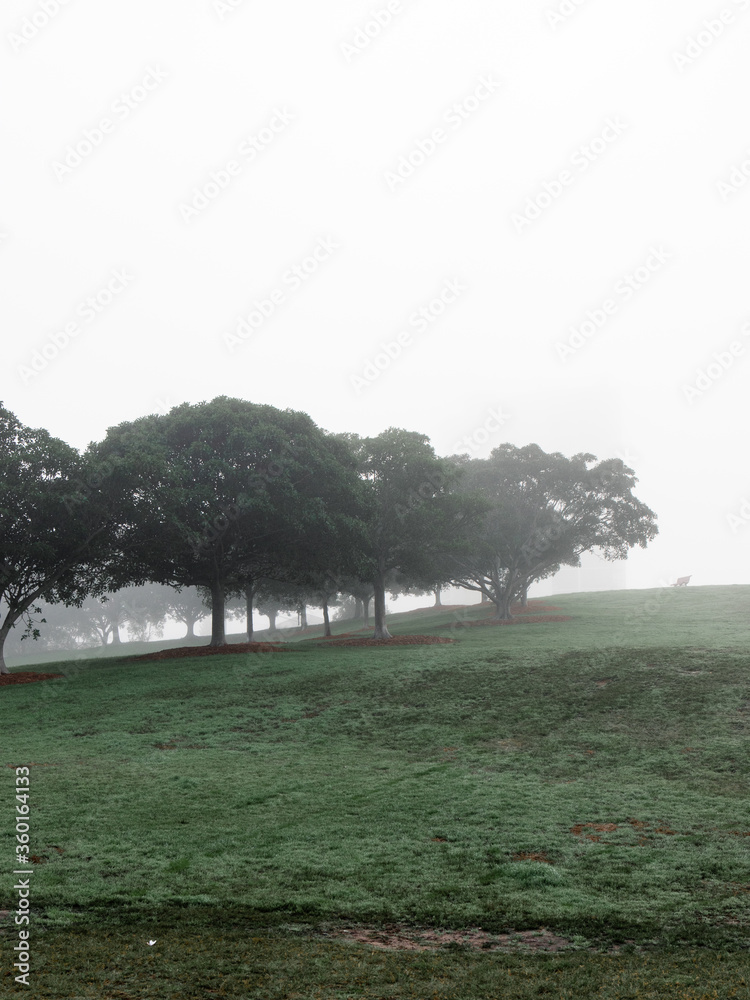 Fototapeta premium Trees on the grass field with morning fog.