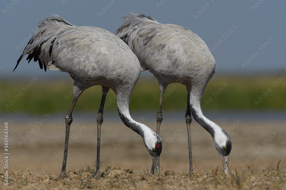 Fototapeta premium Common crane pair