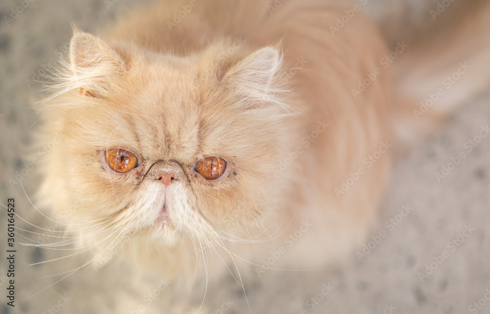 Perserkatze von oben fotografiert - Blick in die Kamera Perserkatze von oben fotografiert - Blick in die Kamera