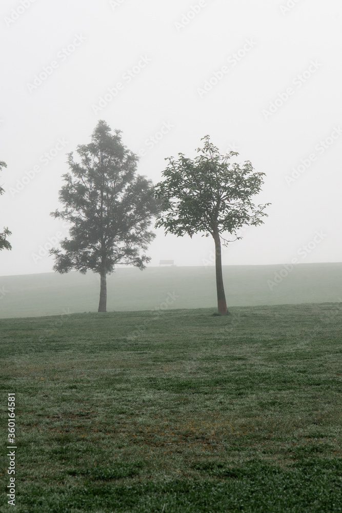 Obraz premium Two trees with fog in the hill.