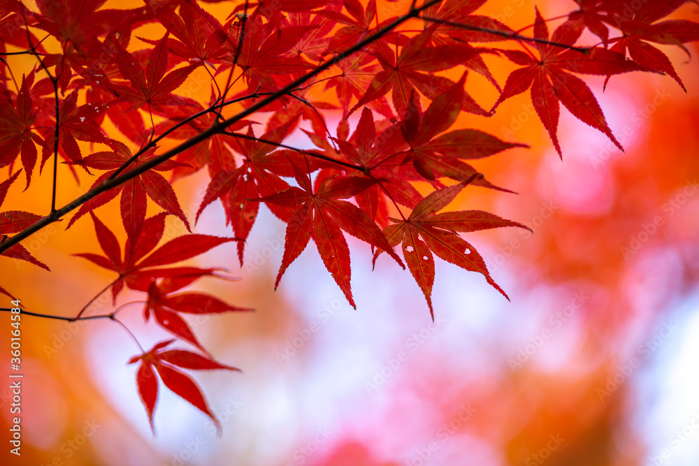 紅葉 秋のイメージ 紅葉 秋のイメージ