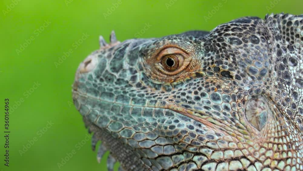Beautiful Iguana Close Up Beautiful Iguana Close Up