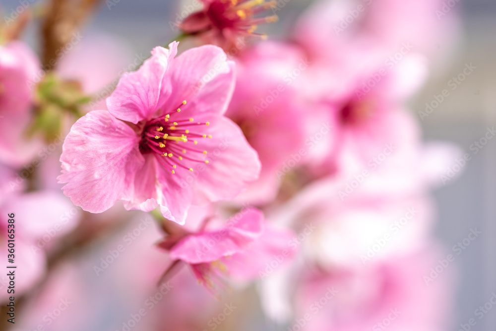 桜の花 春のイメージ 桜の花 春のイメージ