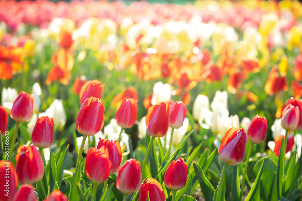 チューリップの花 春のイメージ チューリップの花 春のイメージ
