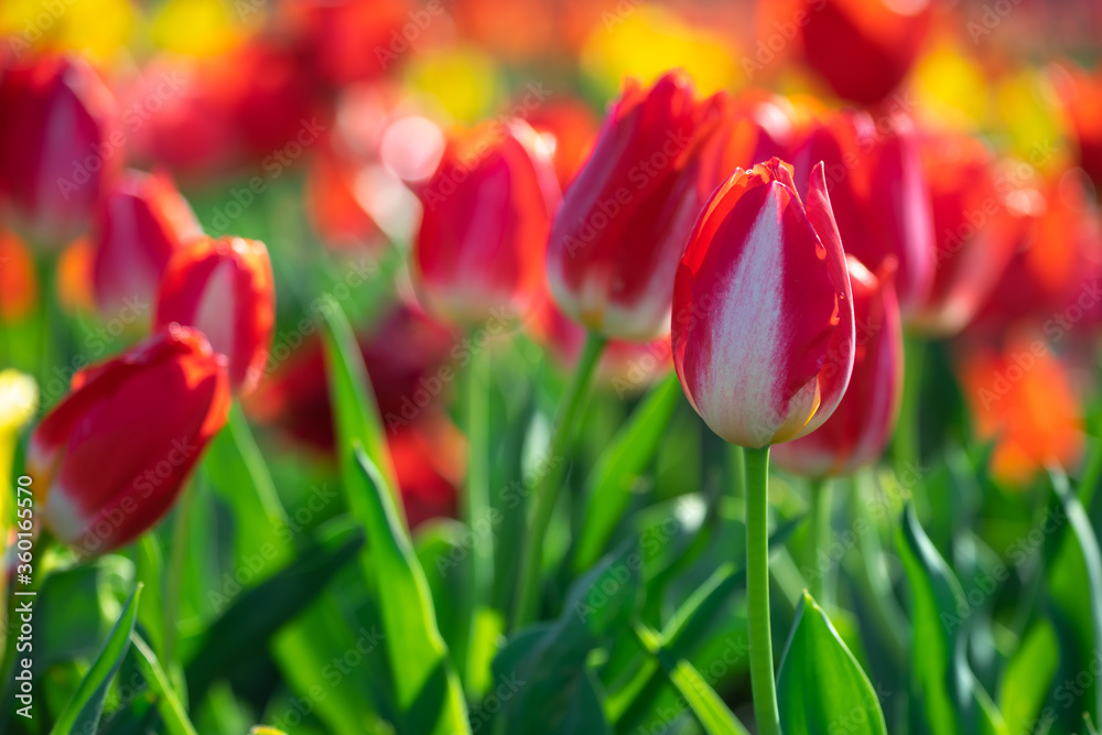 チューリップの花　春のイメージ