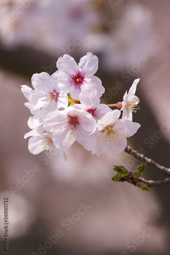 桜の花　春のイメージ © TOMO