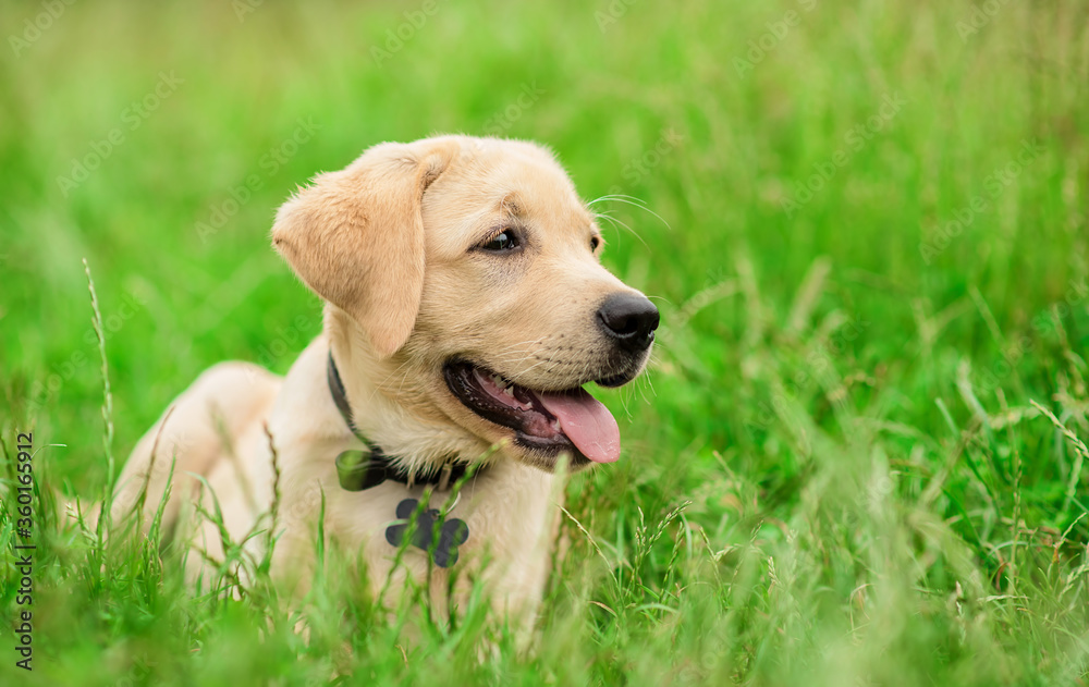 Labrador puppy posing for the camera in the green park