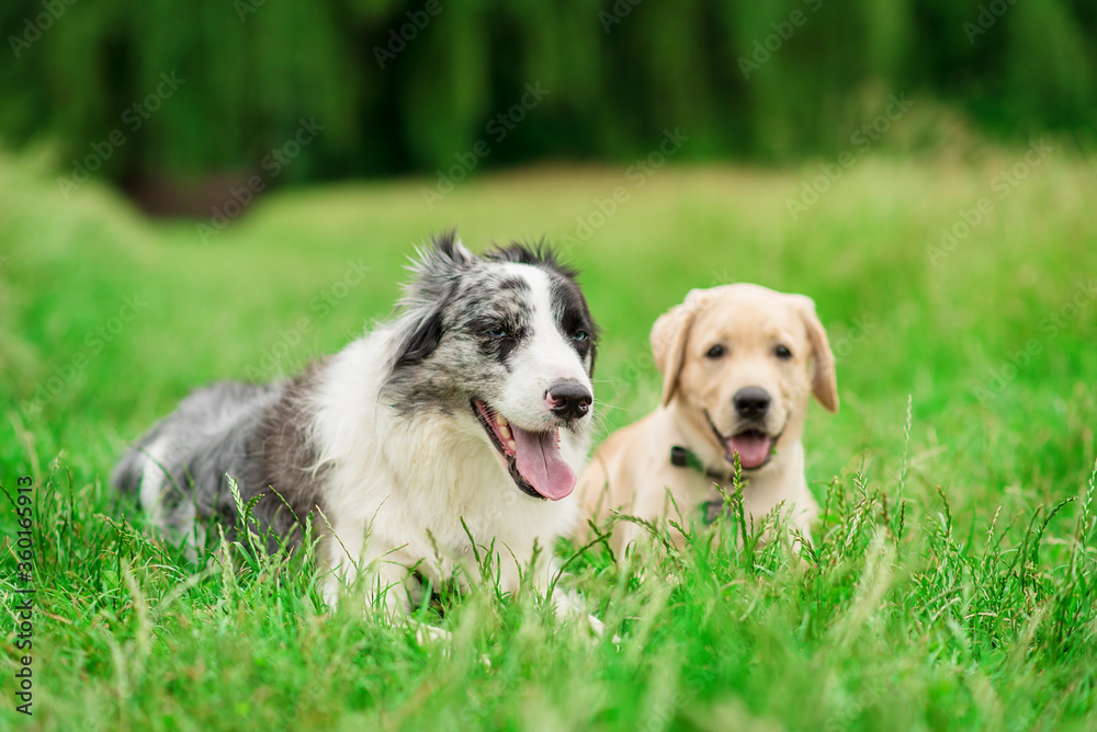 Border collie and his friend a labrador, resting in the green park