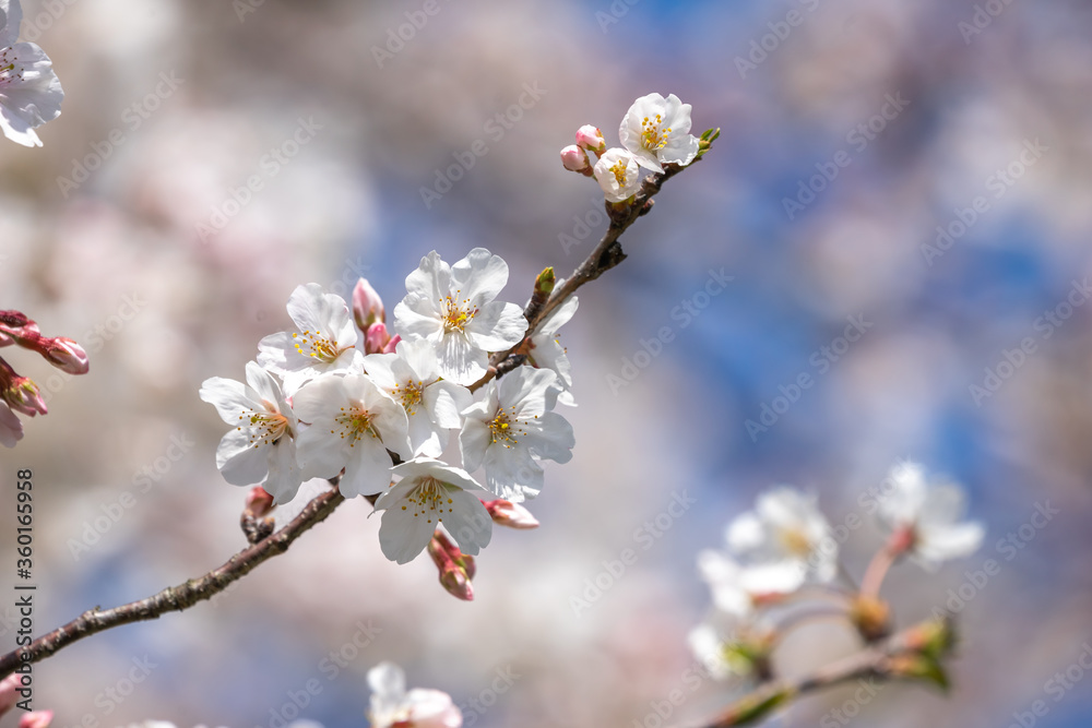 桜の花 春のイメージ 桜の花 春のイメージ