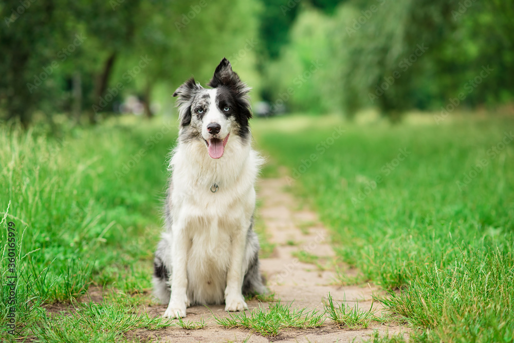 Border collie dog sitting in the park