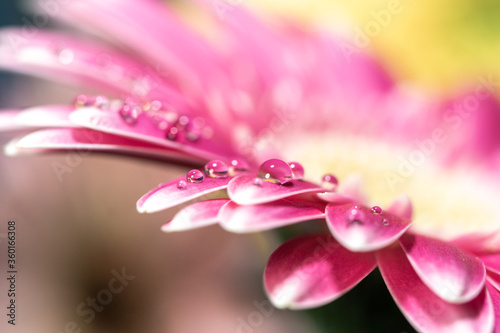 ガーベラの花と水滴