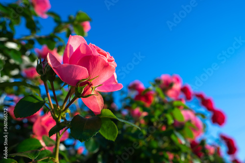 バラの花 屋外イメージ