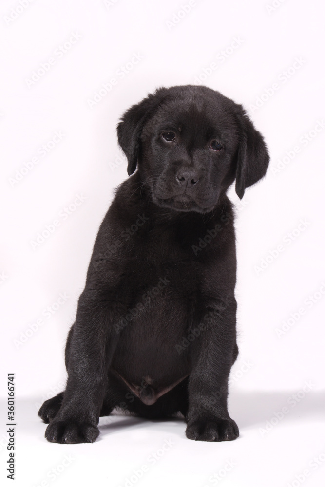 Black labrador puppy sitting on a white background