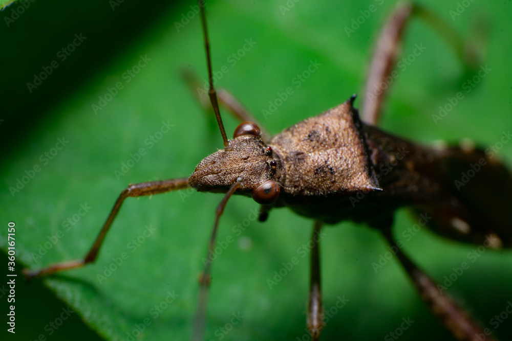 beautiful macro closeup shots of insects beautiful macro closeup shots of insects