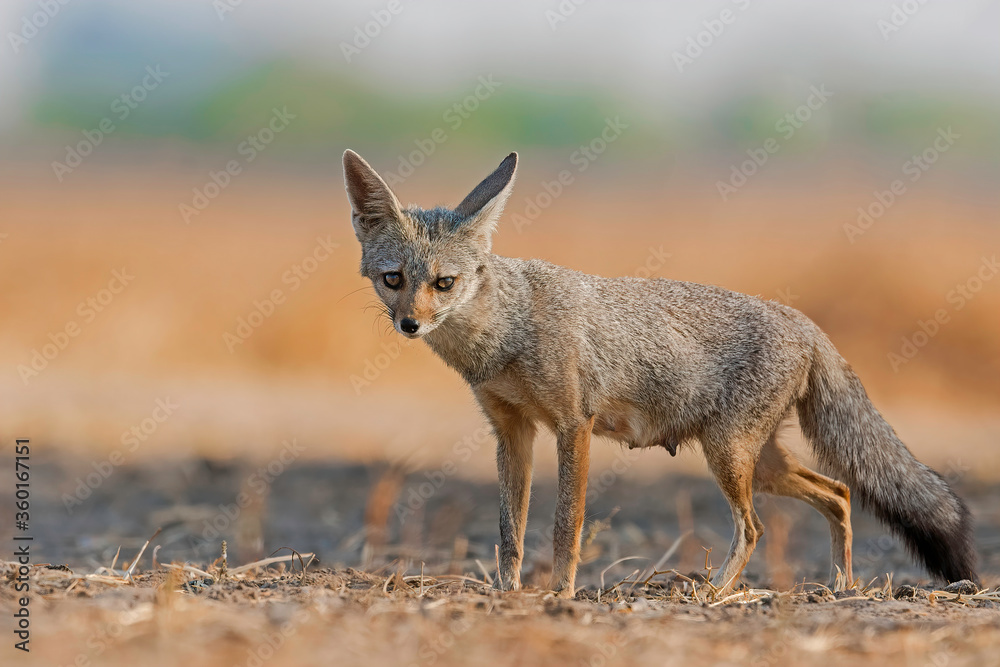 Fototapeta premium Indian fox female