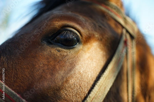 Close-up of a horse head -its eye and lashes. © Yova