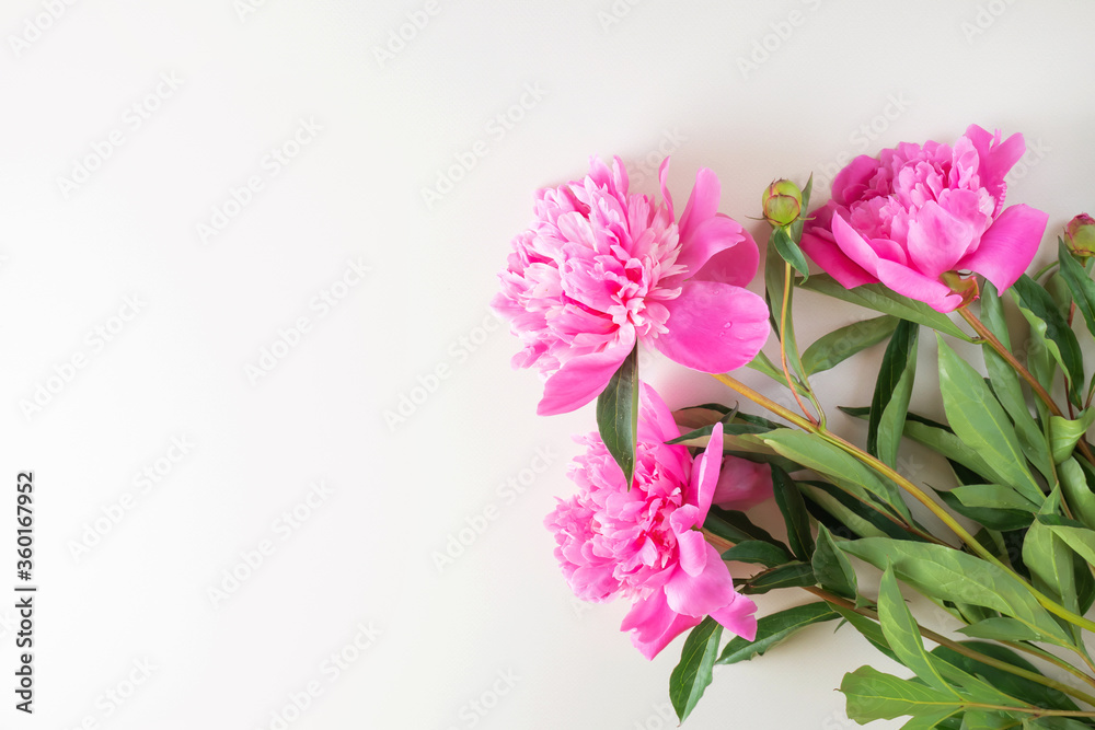 Bright fresh three pink peonies lie on a light background. Copyspace, top view. The concept of a holiday, birthday, Valentine's Day, gift, declaration of love. Bright fresh three pink peonies lie on a light background. Copyspace, top view. The concept of a holiday, birthday, Valentine's Day, gift, declaration of love.