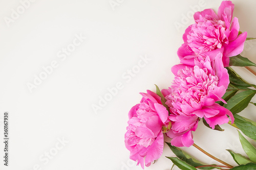 Bright fresh pink peonies lie on a light background. Copyspace, top view. The concept of a holiday, birthday, Valentine's Day, gift, declaration of love. © Ольга Холявина