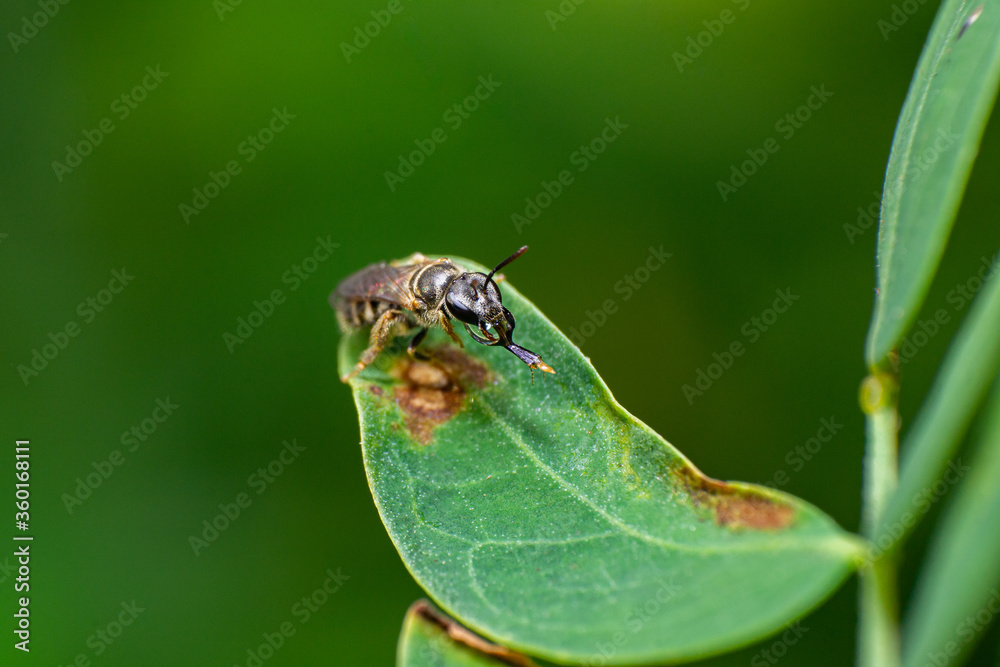 beautiful macro closeup shots of insects beautiful macro closeup shots of insects