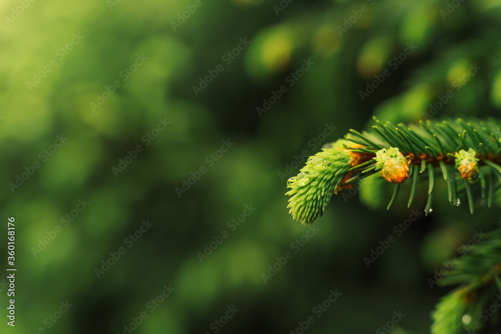 selective focus, young fir-tree shoots, fresh shoots ate in spring or summer, raindrops