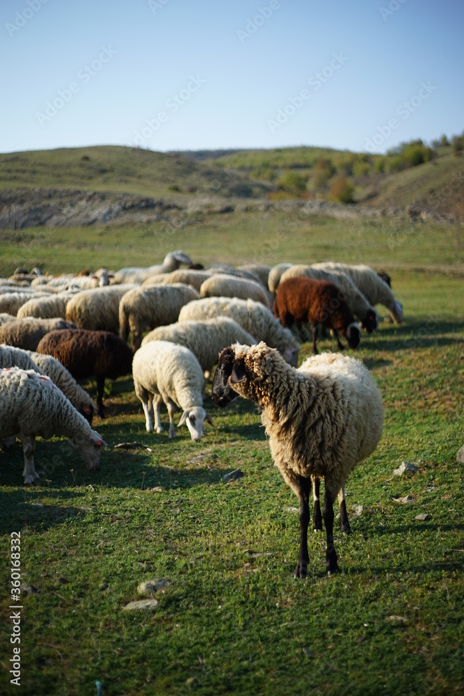Fototapeta premium A sheep posing in front of the camera while the other sheep are grazing on a green pasture.
