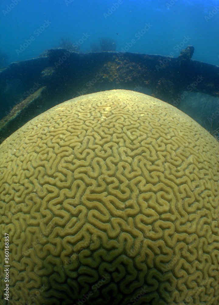 coral reef caribbean sea Venezuela coral reef caribbean sea Venezuela