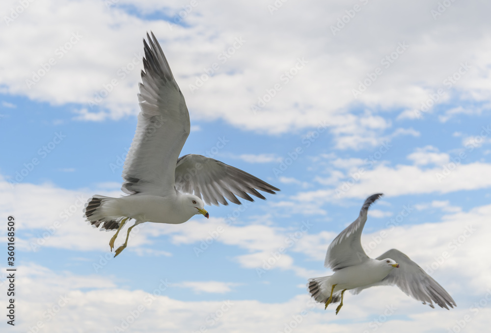 Flying seagulls over blue sky.