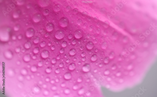 Water drop on pink peony petal. Macro with shallow depth of field.